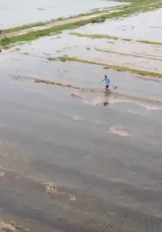 Nông dân Hà Tĩnh cứu lúa
