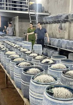 Triệt phá hai cơ sở dùng hóa chất cấm sản xuất gần 350 tấn giá đỗ ở Lào Cai