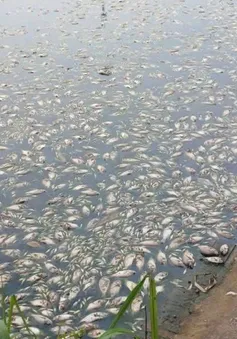 Phú Thọ: Cá chết hàng loạt gây ô nhiễm môi trường