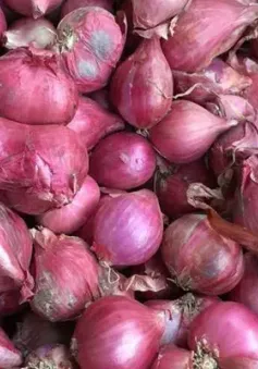 Hành tím Ninh Thuận chinh phục thị trường thế giới