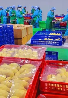 Sầu riêng đông lạnh - chìa khóa mở rộng thị trường xuất khẩu