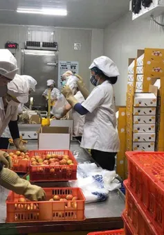 Lô vải thiều đầu tiên của năm 2025 đã được xuất khẩu qua Nhật Bản