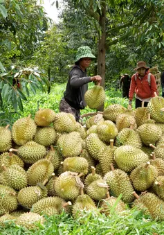 Gỡ khó xuất khẩu sầu riêng sang Trung Quốc