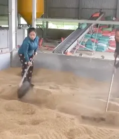 Người dân Hà Tĩnh gấp rút sấy lúa sau lũ