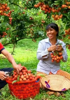 Vải trứng 200.000 đồng/kg vẫn "cháy hàng"