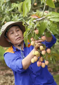 Hải Dương mở cửa vườn, xuất khẩu lô vải đầu tiên năm 2025