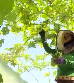 Phát triển bền vững làng rau ở Đà Nẵng