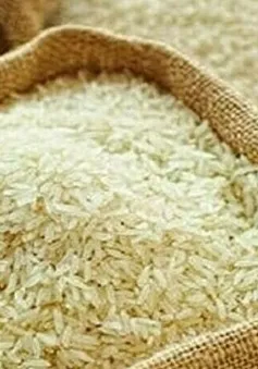 Giá gạo Ấn Độ chạm đáy