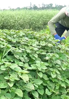 Kỳ vọng từ vùng trồng "lá Mùng 5" xứ Quảng