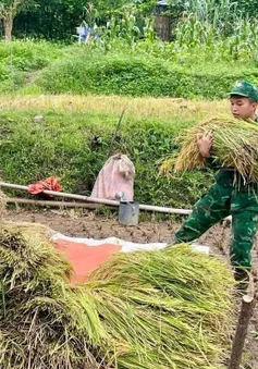 Bộ đội Biên phòng Nghệ An giúp dân vùng lũ quét thu hoạch lúa