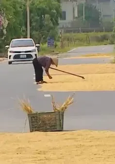 Phơi thóc lúa giữa quốc lộ, nguy cơ tai nạn giao thông rình rập
