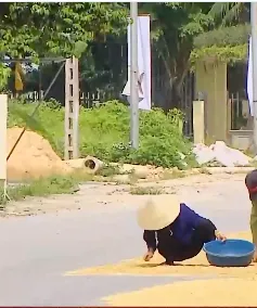 Mất an toàn giao thông do phơi thóc lúa