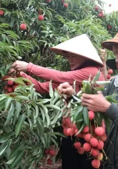 Quả vải to như quả trứng, hái đến đâu bán hết ngay đến đó.