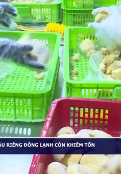 Lô sầu riêng đông lạnh đầu tiên được xuất khẩu