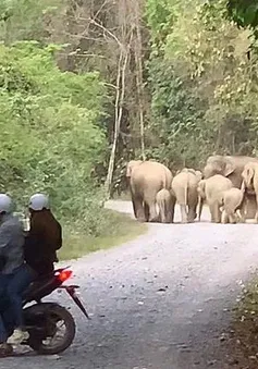 Voi rừng vào rẫy, nghi quật chết một người dân