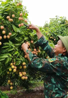 Chưa vào chính vụ, vải thiều đã lo “được mùa nhưng mất giá”