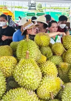 Sớm chuẩn hóa ngành sầu riêng