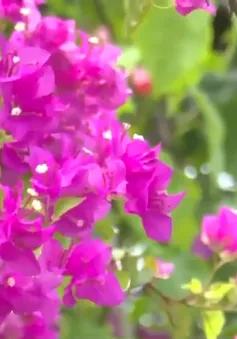 Sức sống Làng Thanh niên lập nghiệp