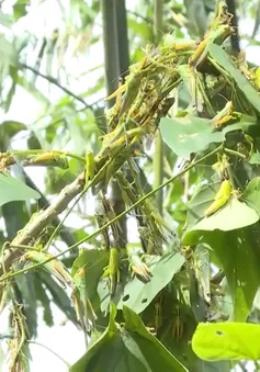 Châu chấu phá hoại nhiều diện tích măng luồng tại Quảng Bình