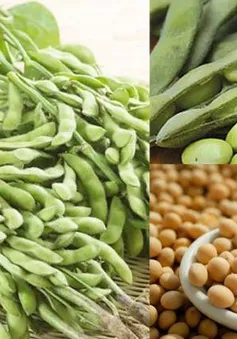 Thúc đẩy xuất nhập khẩu nông sản Việt Nam - Mỹ