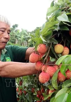 Vải trứng Hưng Yên được mùa, được giá