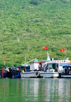 Tái tạo nguồn lợi, phục hồi rạn san hô vịnh Nha Trang - Hướng tới xây dựng cộng đồng biển xanh