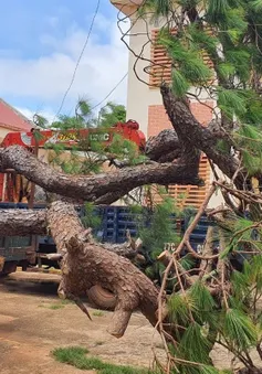 Gia Lai: Khẩn trương xác định nguồn gốc hai cây thông bonsai cổ thụ vận chuyển trái phép