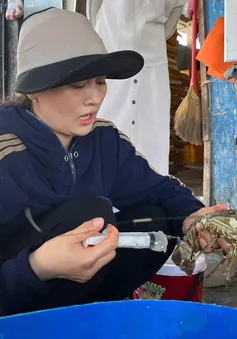 Phát hiện cơ sở bơm thạch rau câu vào tôm hùm chết để bán ra thị trường