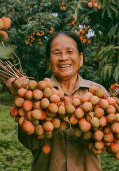 Cảm nhận niềm vui lao động qua bộ ảnh người dân thu hoạch vải