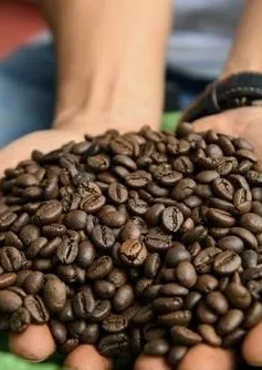 Giá cà phê phục hồi mạnh sau chuỗi ngày lao dốc