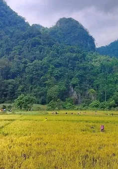 Mùa vàng ở vùng biên giới