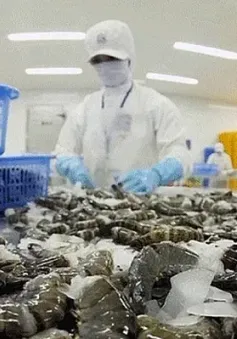 Doanh nghiệp xuất khẩu tôm chủ động thích ứng