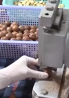 Hạt macca Nam Phi tìm thị trường mới