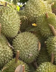Sầu riêng "mắc cạn" vì cadimi: Nông dân đứng ngồi không yên
