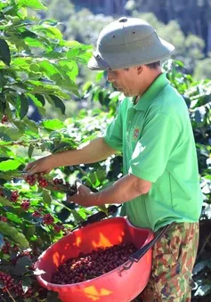 Nông sản Việt đối diện rủi ro tại châu Âu vì truy xuất nguồn gốc
