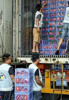 Vải thiều được mùa, nâng tầm xuất khẩu