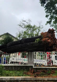 Nhiều cây xanh bị bật gốc, tỉnh Lâm Đồng kích hoạt ứng phó thiên tai