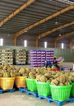 Quản lý chất lượng sầu riêng để giữ thị trường xuất khẩu
