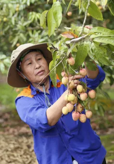 Để trái vải không phụ thuộc vào thị trường chính