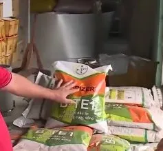 Nông dân khốn đốn vì mua nhầm lúa giống giả