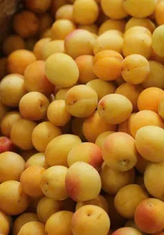 Mơ vàng vào mùa, dân Hà Thành “xếp hàng” chờ mua