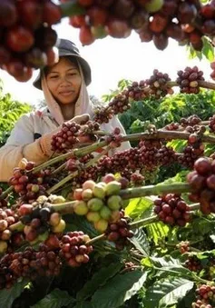 Giá cà phê suy giảm