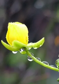 "Thì thầm mùa xuân"