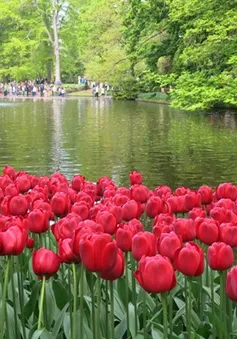 Keukenhof - Điểm đến không thể bỏ qua tại Hà Lan