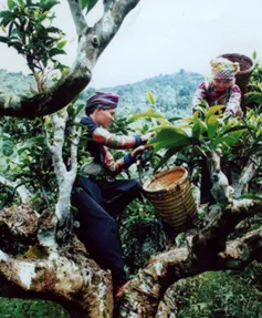 Khám phá những đặc sản ở Suối Giàng, Yên Bái