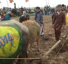 Vẽ hình ngựa lên lưng trâu ở Lễ hội Tịch Điền
