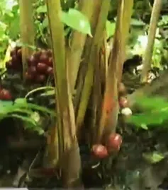 Hà Giang: Lập đoàn kiểm tra xác minh mục đích thu gom thảo quả