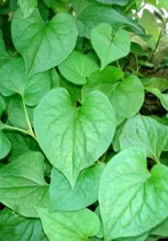 Bài thuốc Đông y trị bệnh sởi