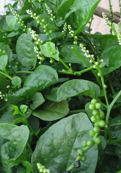 Chữa 9 bệnh thường gặp nhờ rau mồng tơi