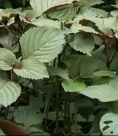 Chữa cảm mạo, an thai nhờ tía tô